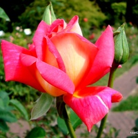 Róża  N N z Ogr. Bot.