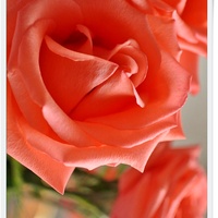 Róża w kolorze....