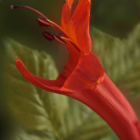 Tecomaria capensis 
