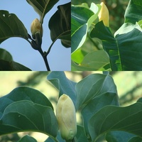 Trzy pąki na magnolii