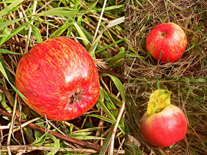 Dzikie jabłka