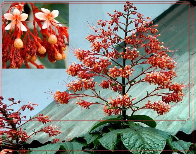Inna odmiana clerodendrum -