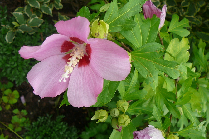 Kwiat Hibiskusa