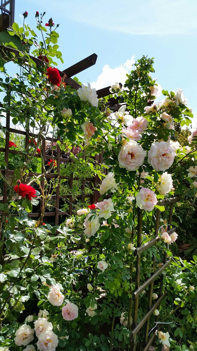 moje róże w ogrodzie