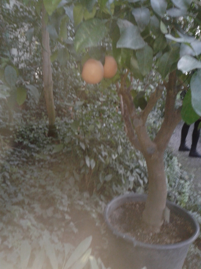 pomarańczki (Gliwice palmiarnia)