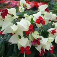dwukolorowy clerodendro..