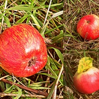 Dzikie jabłka