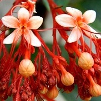 Inna odmiana clerodendrum -