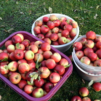 Jabłka z mojego ogrodu
