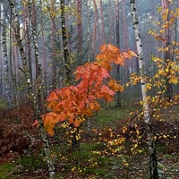 Jesień idzie przez las.