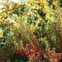 Kolory jesieni 