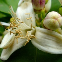 Kwiat Cytryny Skiern