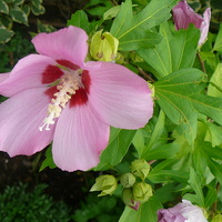 Kwiat Hibiskusa