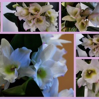 kwiaty Dendrobium