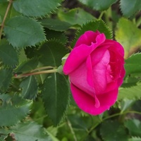 moja ulubiony kwiat  - róża 