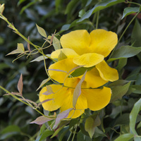 Pnącze z żółtymi kwiatami