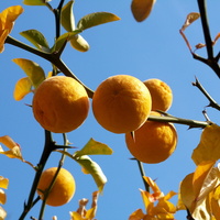 Poncyria,Gorzka pomarańcza