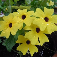 tunbergia żółta