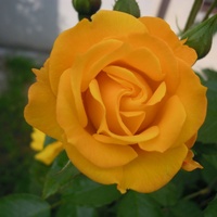 żółta róża..