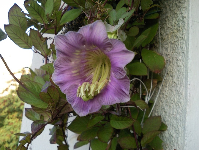 Dla Irakar,Irenko kwiat Kobei na miły wieczór