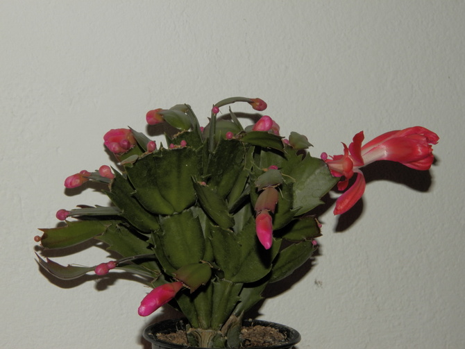 Grudnik (zygokaktus, kaktus bożonarodzeniowy)