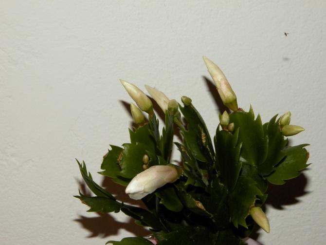 Grudnik (zygokaktus, kaktus bożonarodzeniowy)