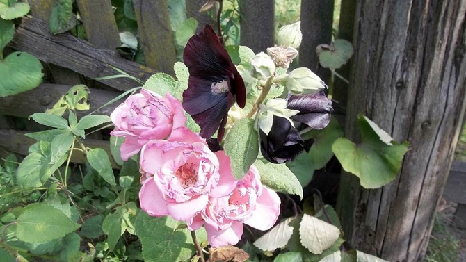 Malwa i róża,dwie arystokratki z mojego ogrodu