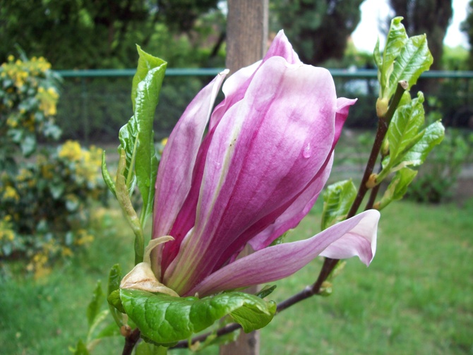 młodziutka magnolia
