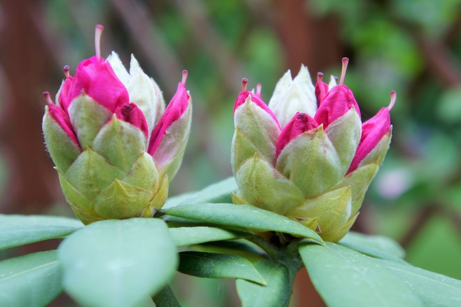 Rhododendron na wiosnę 