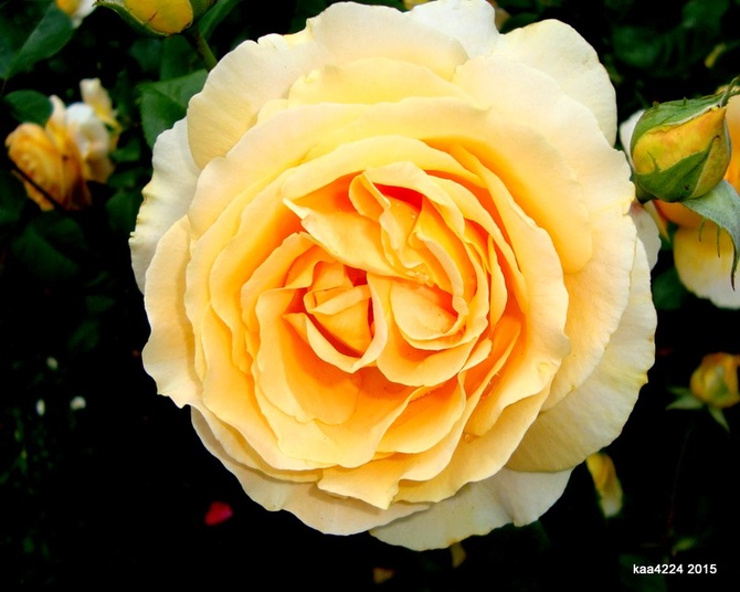  Róża  N N  odmiany angielskiej z Ogr. Bot.