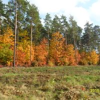 Barwy jesieni w Polsce