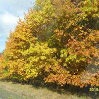 Barwy Jesieni W Pols