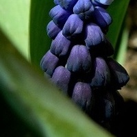 Granatowy fiolet - fioletowy granat;)