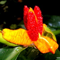  Kwiat kardamonu z subtropiku Ogr. Bot.