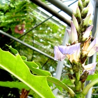 Kwiat Namorzynu Z Su