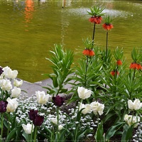 Kwiaty na tle wody...