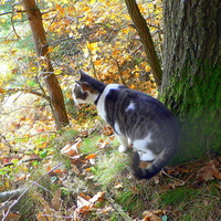 Leśne spacery z kotem