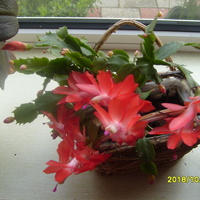 Moj Kaktus Zakwitl  