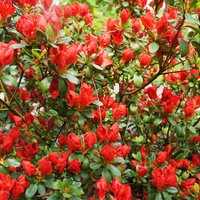 Ognisty Rhododendron