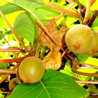  Owoce Actinidii Chińskiej - Mini Kiwi z Ogr. Bot.