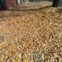 Pod stopami jesienne liście:)