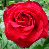  Róża  SHALOM Z Og
