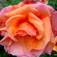  Róża  SOPHIA  LOR