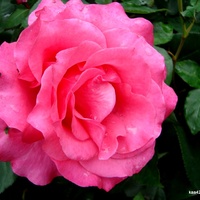  Róża  VENROSA  z Ogr.Bot.