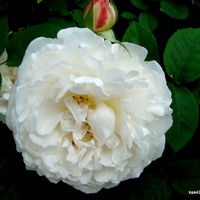  Róża  WINCHESTER  CATEDRAL z Ogr. Bot.