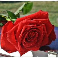 Róża z pozdrowieniami...