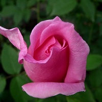 Różowa róża :)))