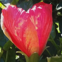 tulipanowe serduszko 