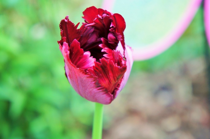 Gorący tulipan 