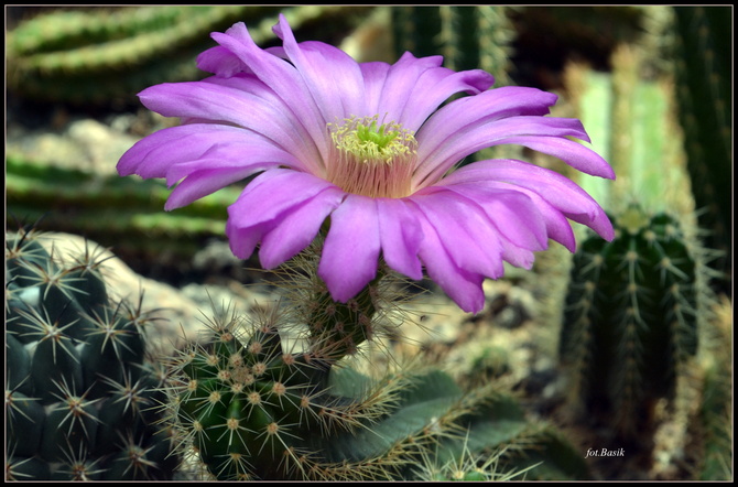 Kwitnący kaktus...